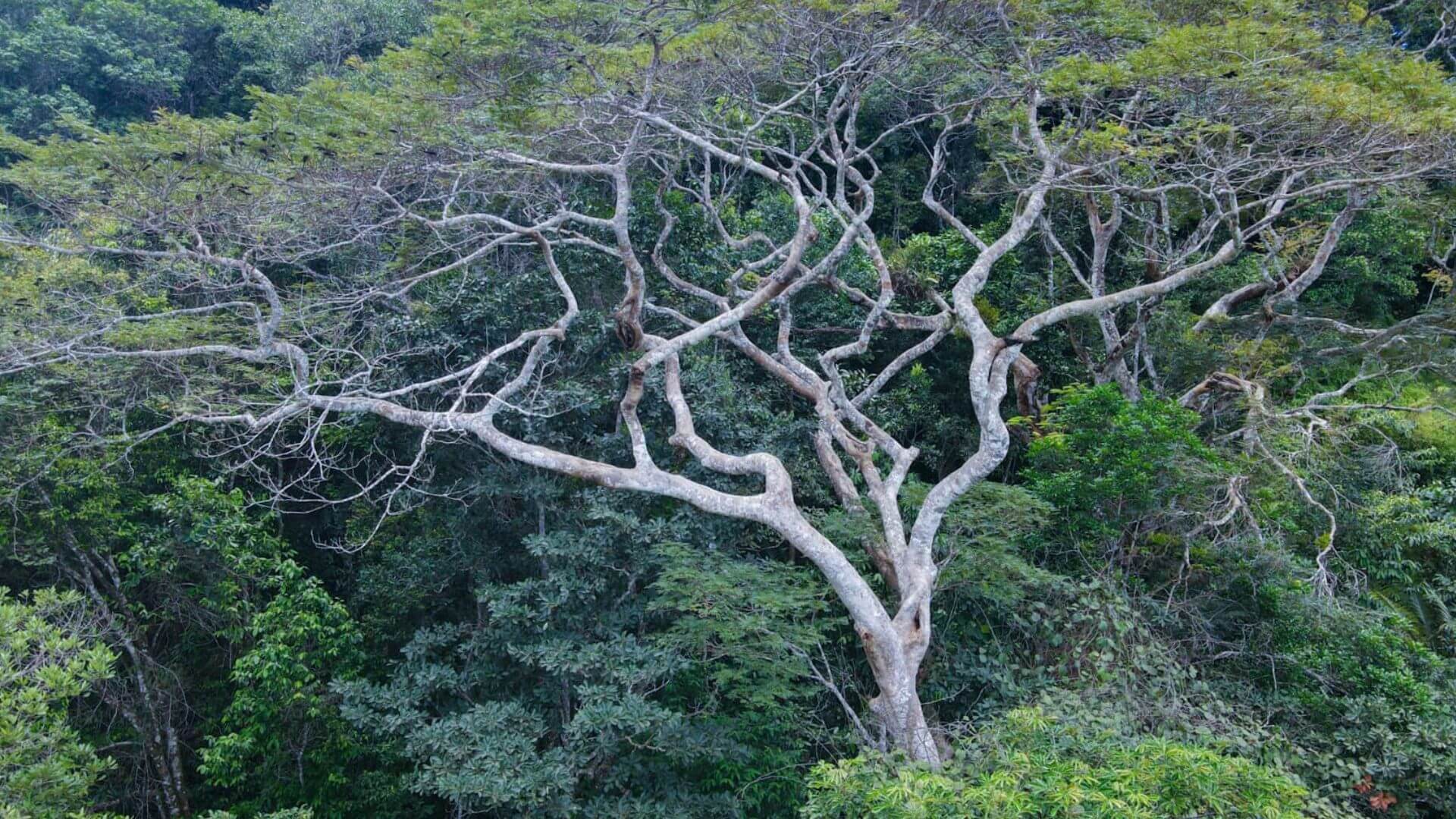 Floresta nativa - Caracterização de vegetação